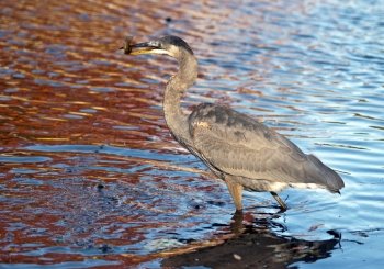 Blue heron fishing. Blue heron standing in the pond with a freshly caught fish.