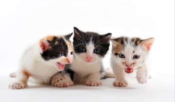 three kitten together on a white background