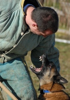 aggressive belgian shepherd malinois in a training of attack