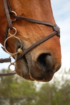 close up of a horse bridle on a head of horse