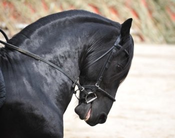 A black Friesian stallion withe a bridle and a bit