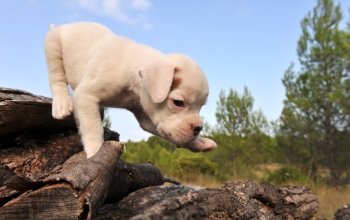 very cute white little puppy boxer in the nature