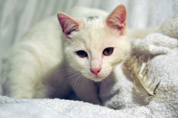 portrait of a white cat and his toy a feather