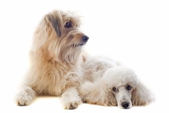 portrait of a pyrenean sheepdog and poodle in front of a white background