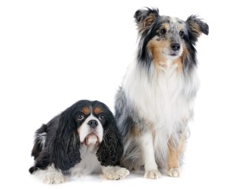 portrait of a purebred shetland dog and cavalier king charles in front of white background
