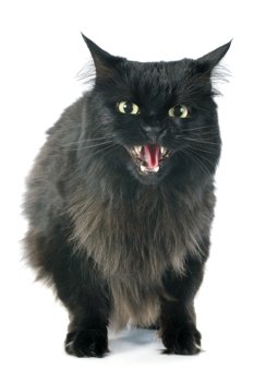 black cat angry in front of white background