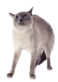 afraid purebred siamese cat in front of white background