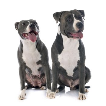 two american staffordshire  terrierw in front of white background