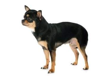 portrait of a cute purebred  chihuahua in front of white background