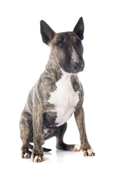 bull terrier in front of white background