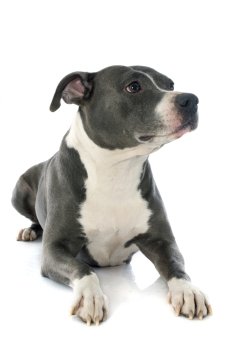 portrait of an  american staffordshire  terrier in front of white background