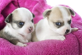 portrait of purebred  puppies chihuahua in front of white background