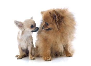  puppy chihuahua and spitz in front of white background