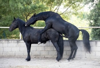 two black horse mating in a morning of spring