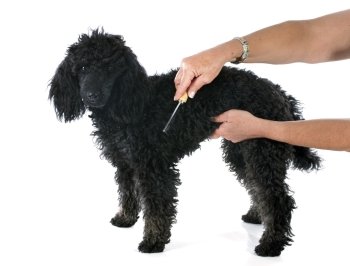 puppy  poodle and brush, in front of a white background