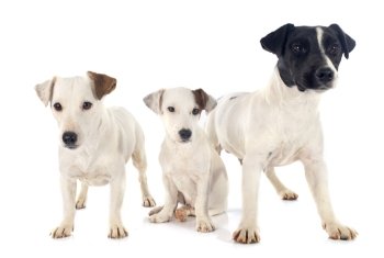 three jack russel terrier in front of white background