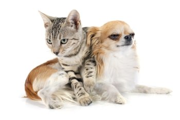portrait of a purebred  bengal cat and a chihuahua on a white background