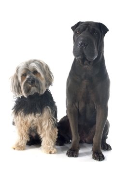 female shar pei and yorkshire terrier in front of white background