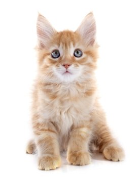 portrait of a purebred  maine coon kitten on a white background
