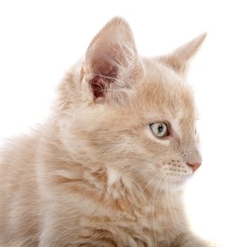 portrait of a purebred  maine coon kitten on a white background