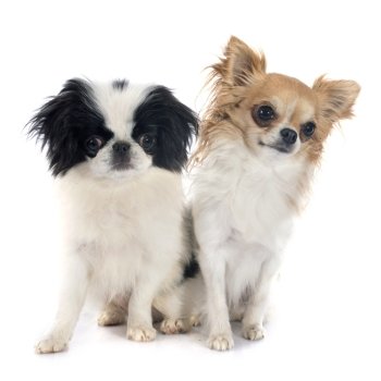 Japanese Chin and chihuahua in front of white background