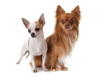 young chihuahuaS in front of white background