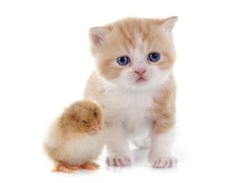 persian kitten and chick in front of white background