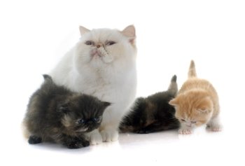 persian kitten and adult in front of white background
