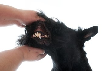 teeth of scottish terrier in front of white background