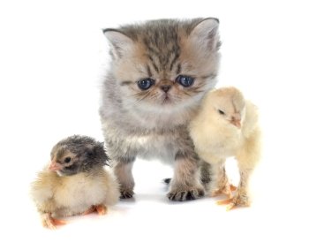 kitten exotic shorthair and chick in front of white background