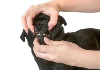 teeth of black pug in front of white background