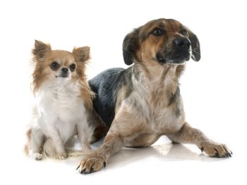 Mixed-Breed Dog and chihuahua in front of white background