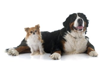 chihuahua and bernese mountain dog in front of white background