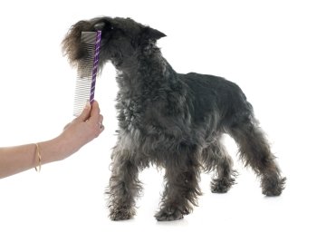 grooming of miniature schnauzer in front of white background