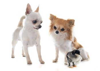 young chihuahuas and chick in front of white background