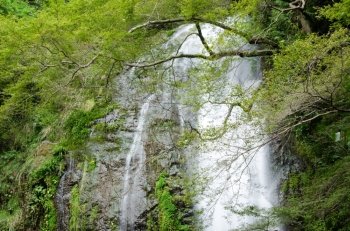 Water fall at the Mino Quasi National Park in Japan. Water fall at the Mino Quasi National Park in Japan with green maple tree