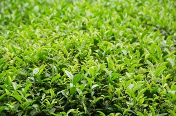 Japanese green tea plant. Japanese green tea plant with fresh leaves