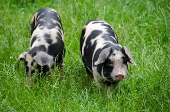 Two pigs with black dots. Two pigs raised on an organic farm searching for food in the grass