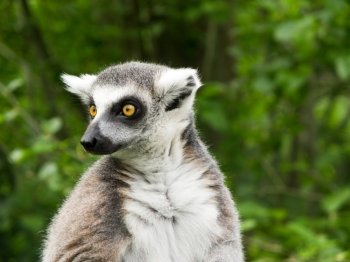 Ring tailed lemur with big yellow eyes. Ring tailed lemur (Lemur catta) watching with its big yellow eyes