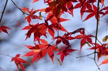 Colorful autumn leaves background. A branch of yellow red leaves of japanese maple in backlight, in front of a blue sky