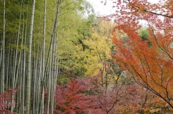 Colorful japanese autumn scene. Colorful japanese autumn scene in a forest with maple and bamboo