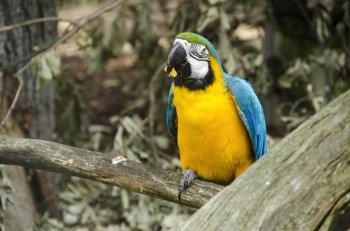 Blue and yellow Macaw, Ara ararauna eating an orange