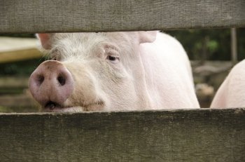 Curious pig looking through fence. Curious pink pig looking through a wooden fence