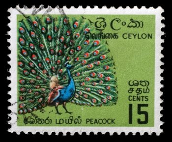 CEYLON - CIRCA 1960: A stamp printed in Ceylon (now Sri Lanka) shows image of peackok, series, circa 1960