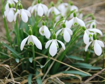 White snowdrops is one of the first spring flowers can use as spring background