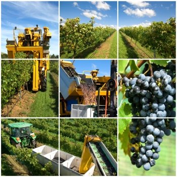 A collage of vineyard related images, featuring the harvesting process