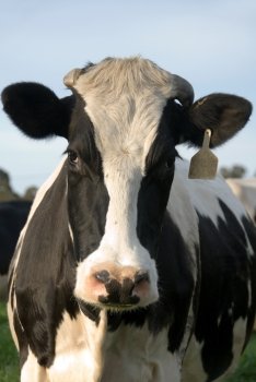 A Holstein Friesian Cow