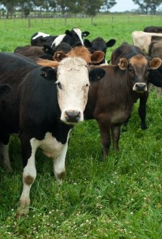 Dairy cows on a dairy farm in Victoria, Australia
