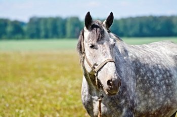 Gray horse on a background of green grass, road and trees