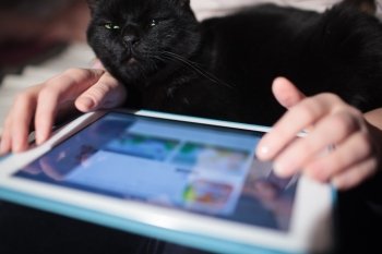 Close-up shot of a woman using tablet PC with black cat on the lap